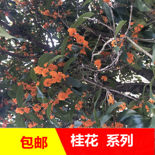新鲜桂花金桂黄桂枝条叶子花树叶树皮包邮乡村采摘发货泡茶拍摄材