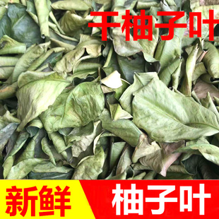 新鲜柚子叶子干柚子叶陈子树木无硫陈子纯叶子干货晒干干品煮水宝