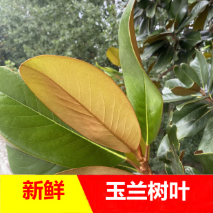 四川新鲜广玉兰树叶真叶子泡沫箱发货树叶手工装饰道具幼儿园标本
