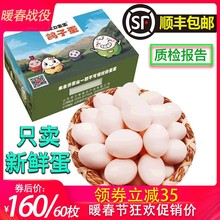 新鲜鸽子蛋60枚包邮白鸽蛋鸽蛋土鸽蛋非受精可孵化中秋礼盒