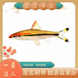 黄化一眉道人鱼红眉灯科鱼小型淡水草缸群游好养热带观赏鱼活体