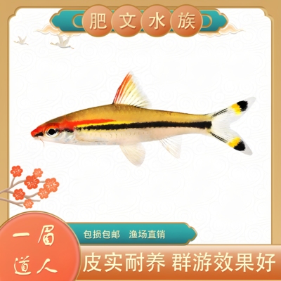 黄化一眉道人鱼红眉灯科鱼小型淡水草缸群游好养热带观赏鱼活体