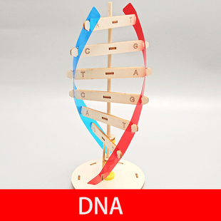 DNA双螺旋结构模型科技小制作手工diy人体基因生物科学实验器材料