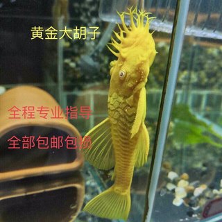 黄金大胡子鱼种鱼青年鱼异型热带鱼蓝眼红眼清道夫除藻擦缸工具鱼