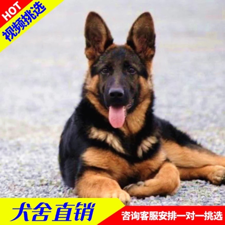 德牧幼犬纯种活体警犬军犬黑贝平弓背背马犬东德德国牧羊犬大型犬