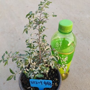 斑叶榆*小叶榔榆*花叶榆树*阳台盆景盆栽榆树苗素材原生庭院花园