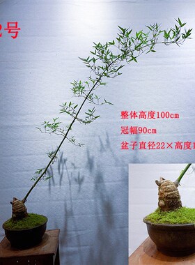 文人小叶簕竹阳台室内外桌面勒竹熟树桩绿植庭院花园盆景茶馆盆栽