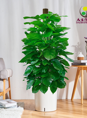 大叶绿萝柱盆栽客厅大型绿植办公室内除甲醛净化空气四季好养绿箩