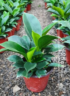 金钻盆栽植物铂金钻绿萝箩水培大叶绿植多肉办公室内懒人好养花卉