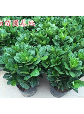 新疆包邮四季常青大小叶栀子花苗盆栽花卉庭院室内种植包邮