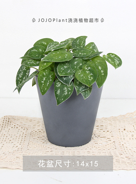 浇浇植物大叶银斑葛小叶绿萝盆栽水培养室内长藤垂吊绿植物吸甲醛