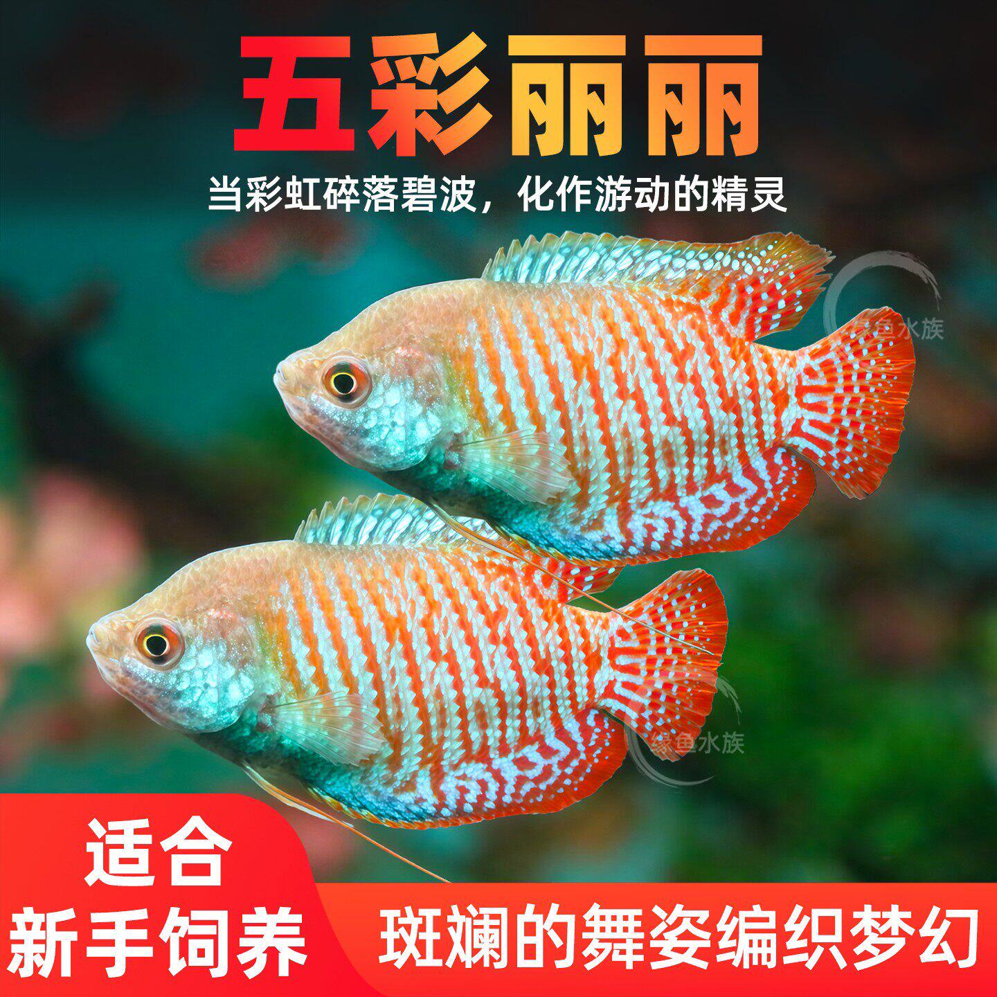 五彩丽丽热带淡水鱼丽丽小型草鱼缸新手活体鱼宠物耐养易活观赏鱼