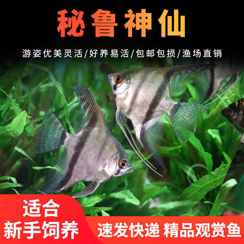 秘鲁神仙燕鱼热带鱼包活小型鱼