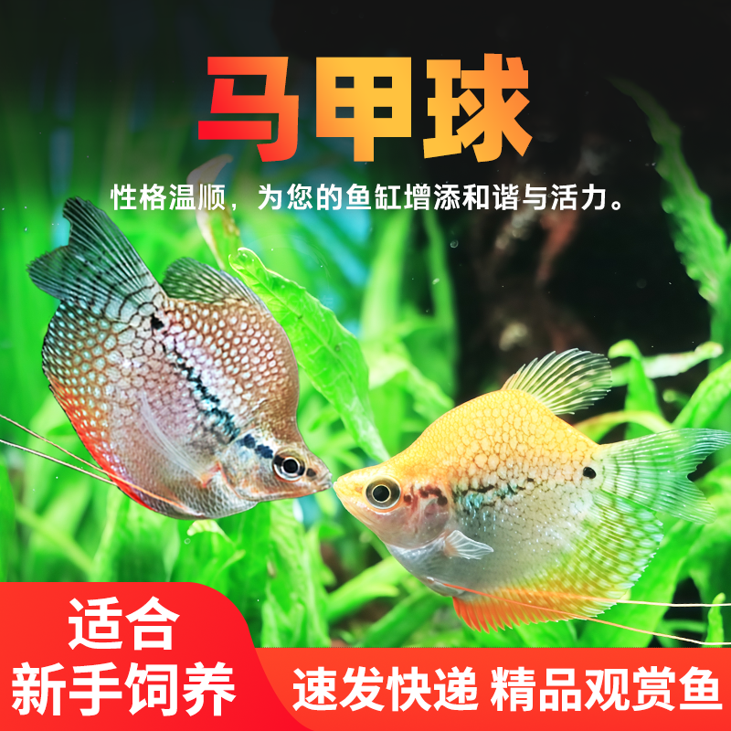 黄金马甲球鱼热带观赏鱼蓝曼龙球五彩丽丽珍珠马甲球活小型淡水鱼