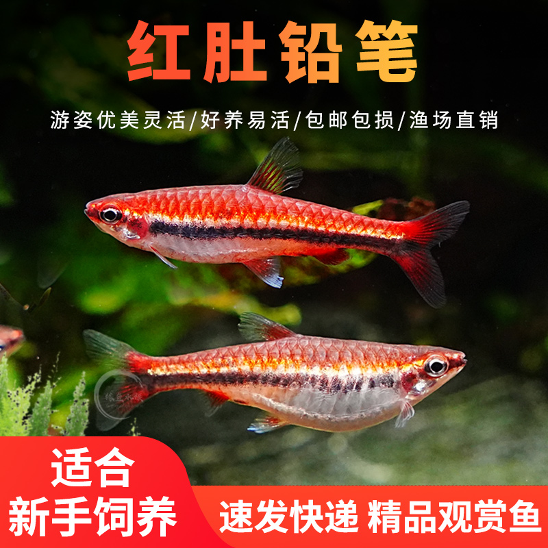 红肚铅笔橘色铅笔鱼热带观赏鱼