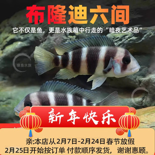 三湖慈鲷鱼布隆迪六间鱼鹅头皇冠坦鲷鱼缸活体热带观赏宠物小型鱼