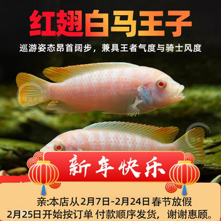 白马王子活体鱼中小型鱼三湖慈鲷热带观赏鱼发财鱼鲷鱼小型淡水鱼