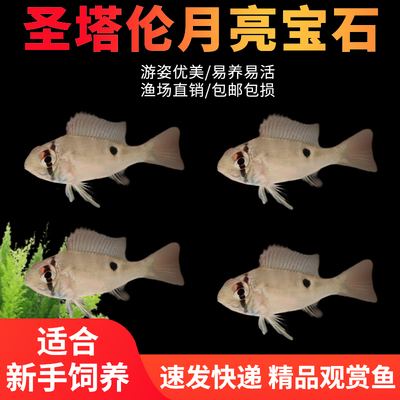 圣塔伦月亮宝石南美慈鲷温顺易养