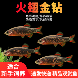 火翅金钻热带鱼活体银河斑马鱼灯鱼群游草缸混小型淡水热带观赏鱼
