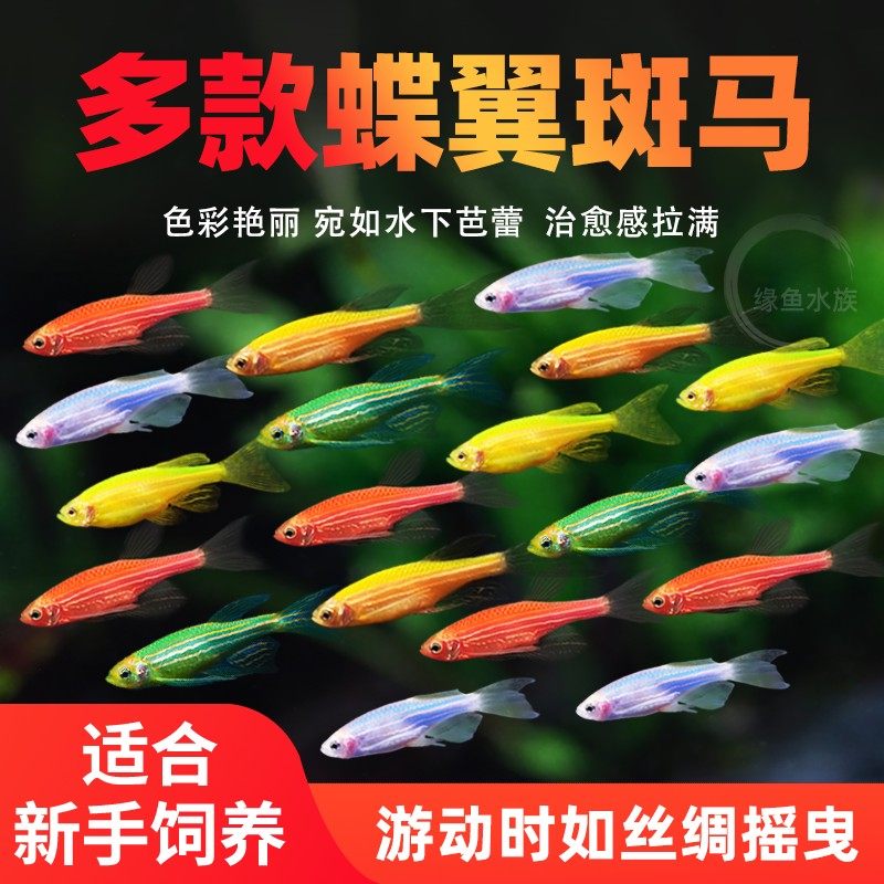 长尾蝶翼斑马鱼耐低温翡翠绿蓝莓荧光斑马鱼冷水鱼练手活体好养鱼,宠物/宠物食品及用品,鱼,淘宝优惠券,粉丝福利购,淘宝优惠卷