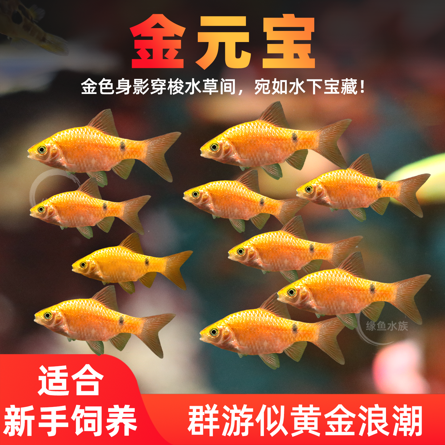 金元宝招财金鲫鱼新手练手鱼