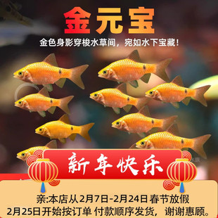 金元宝鱼金鲫鱼新手练手鱼冷水耐寒观赏鱼溪流闯缸淡水玫瑰鲫鱼