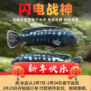 闪电战神精品三湖慈鲷鱼马鲷苗观赏鱼斑马淡水耐活好养小型热带鱼