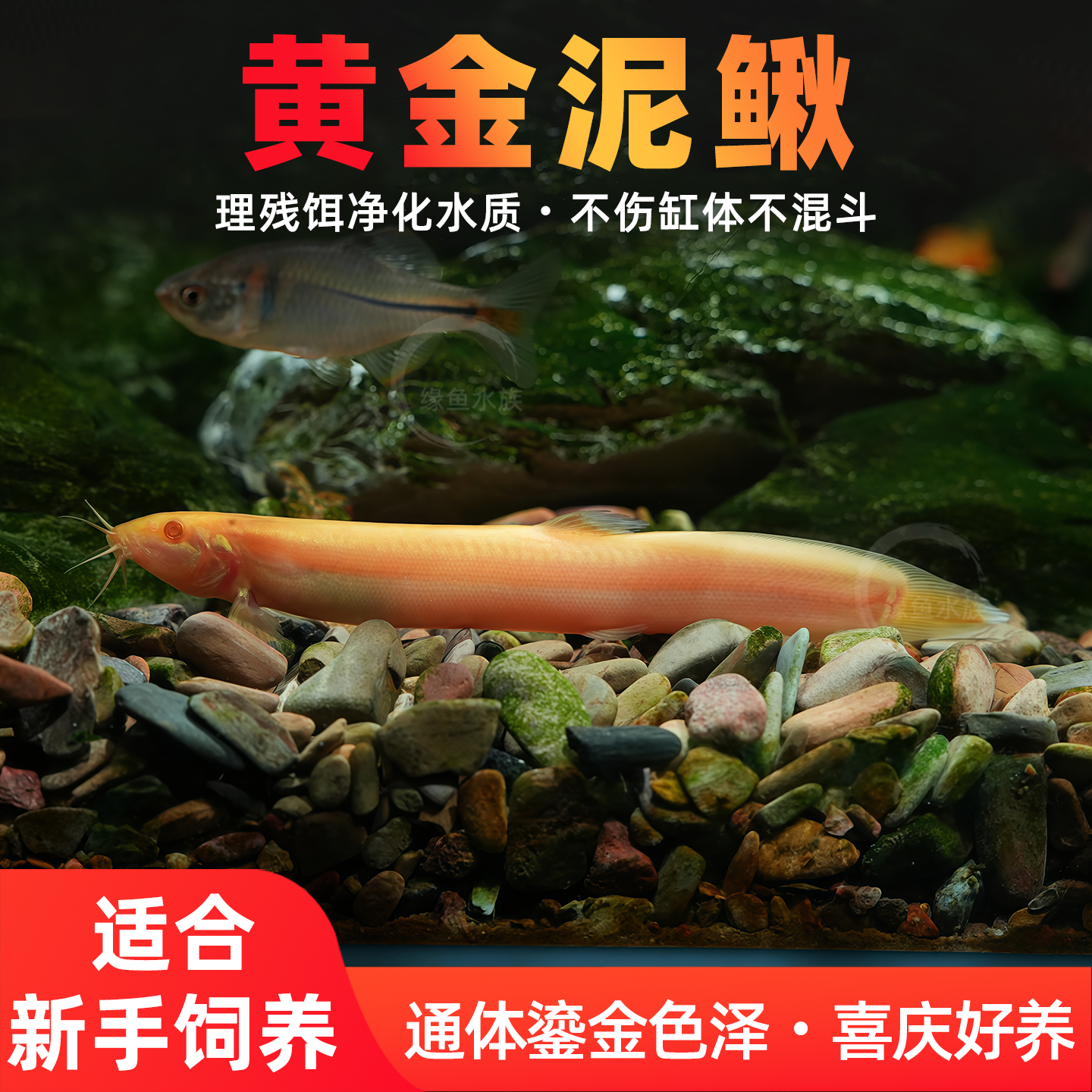 黄金泥鳅冷水道夫鱼缸清理家用金龙鳅耐活观赏鱼专吃鱼龟粪便好养