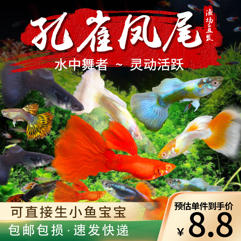 孔雀鱼热带小型淡水观赏精品凤尾