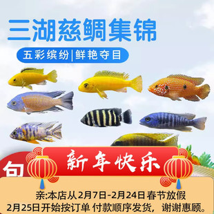 三湖慈鲷鱼马鲷活体中小型热带观赏杂鲷淡水纯种孔雀坦鲷宠物小鱼