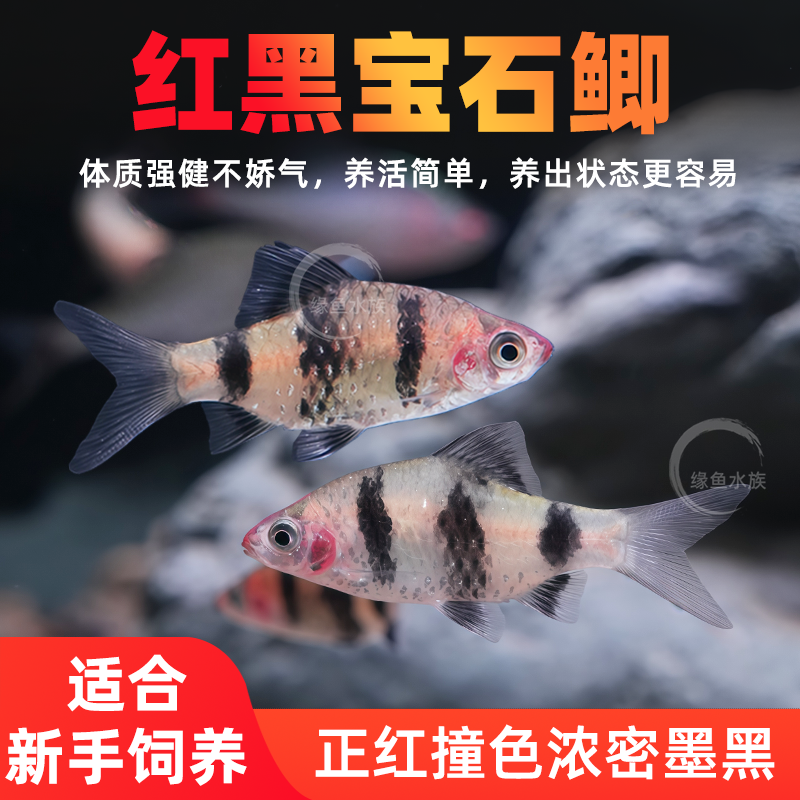 红黑宝石鲫公鱼钻石彩虹鲫淡水观赏鱼东南亚进口小型草缸群游活体,宠物/宠物食品及用品,鱼,淘宝优惠券,粉丝福利购,淘宝优惠卷