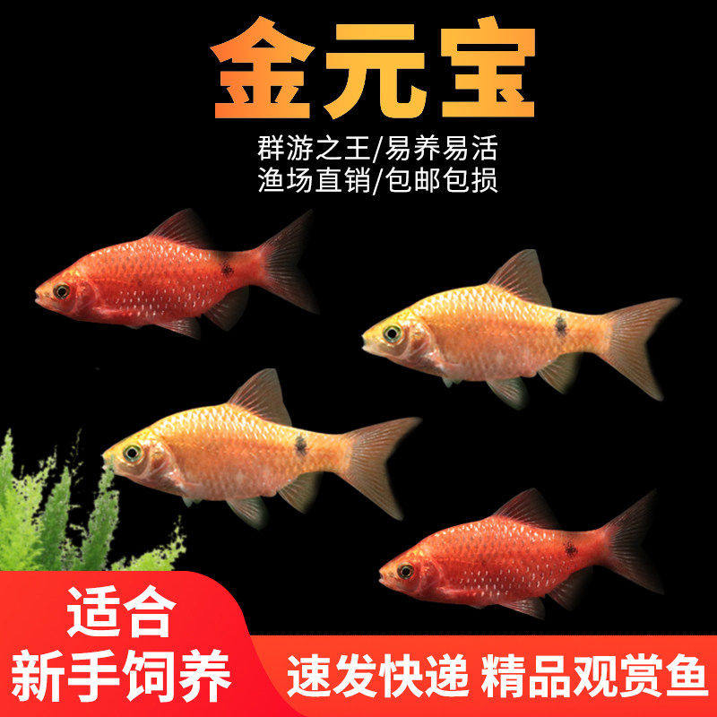 金元宝鱼玫瑰鲫鱼冷水观赏鱼闯缸新手混养淡水宠物小型鱼草缸鱼苗