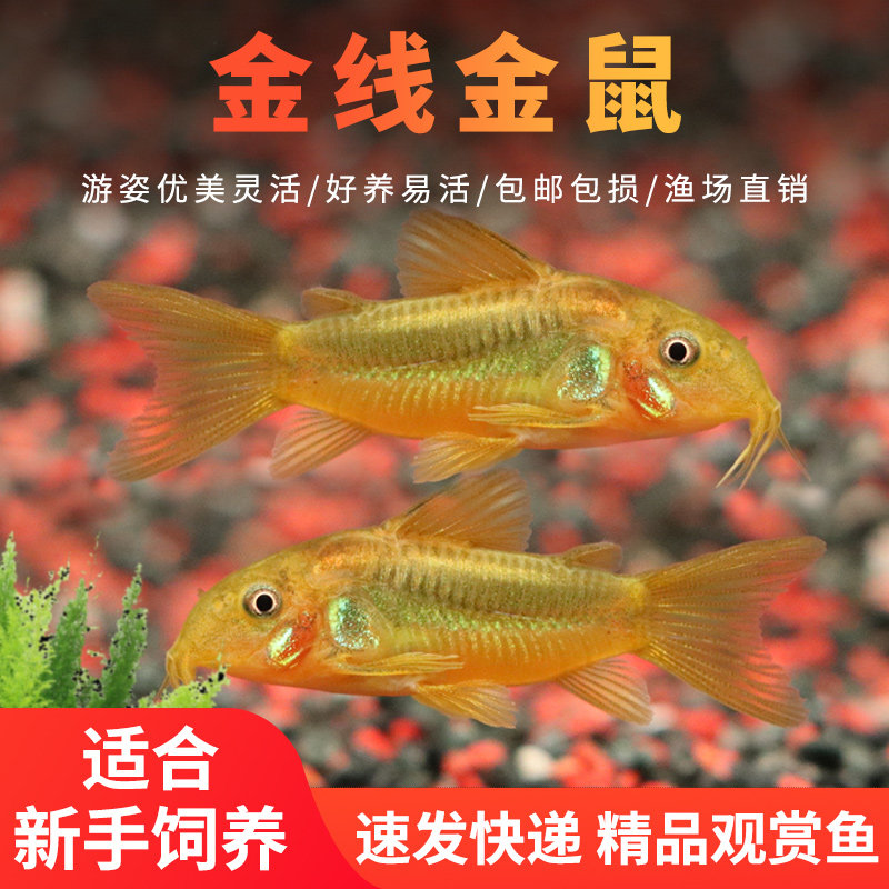 金线金鼠金线南美生态鱼底栖鼠鱼清理食物残渣除藻热带鱼观赏鱼