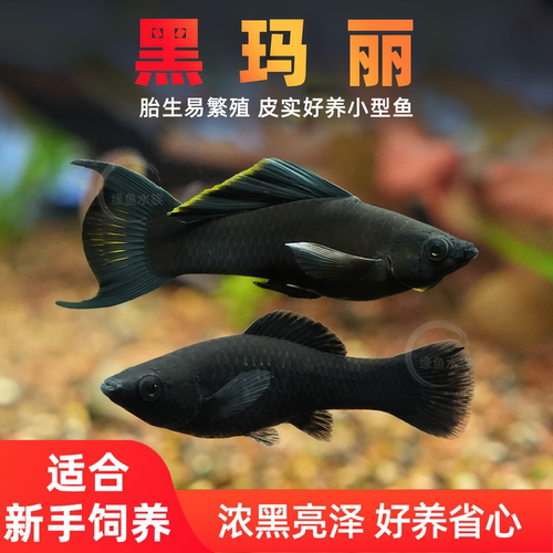 黑玛丽鱼小型热带观赏鱼易养