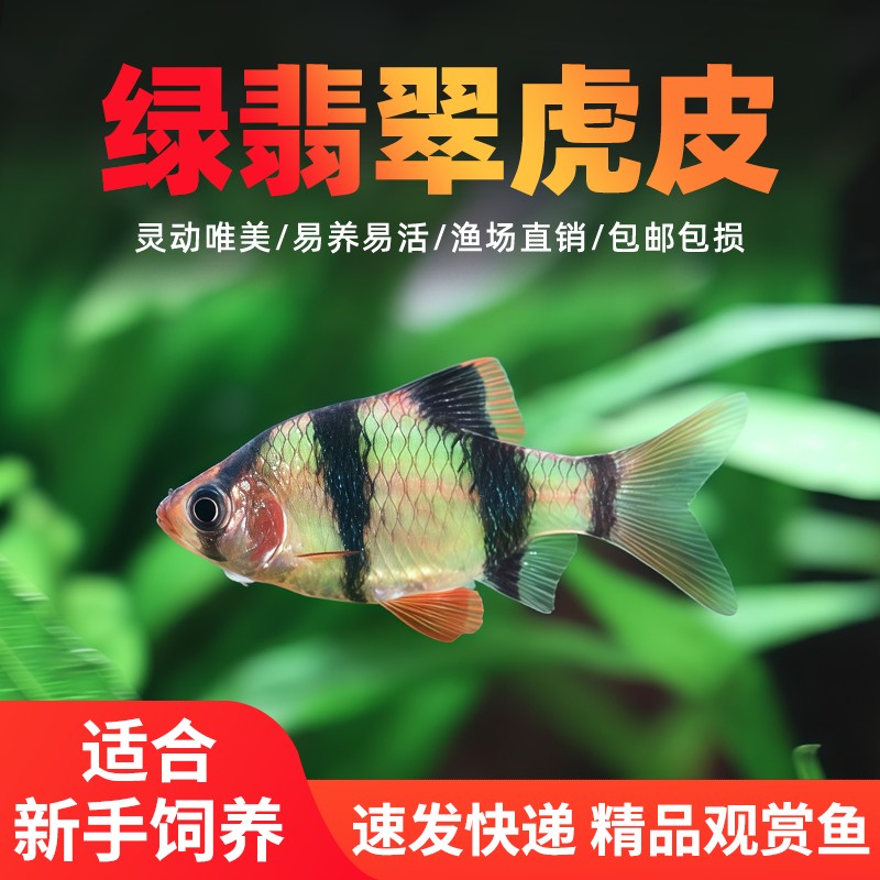 群游绿翡翠虎皮鱼活体热带观赏鱼
