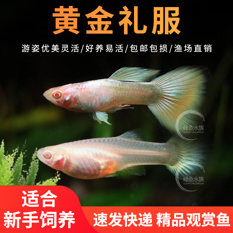 黄金礼服孔雀鱼精品怀孕母鱼