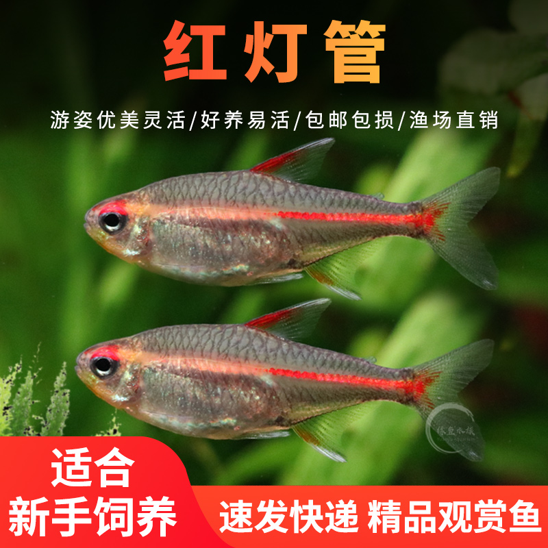 玻璃霓虹红灯管灯鱼草缸观赏鱼