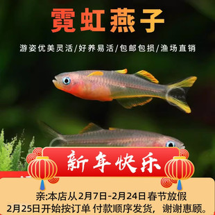 霓虹燕子鱼小型鱼热带鱼观赏鱼淡水鱼缸活体宠物鱼灯科鱼混养小鱼