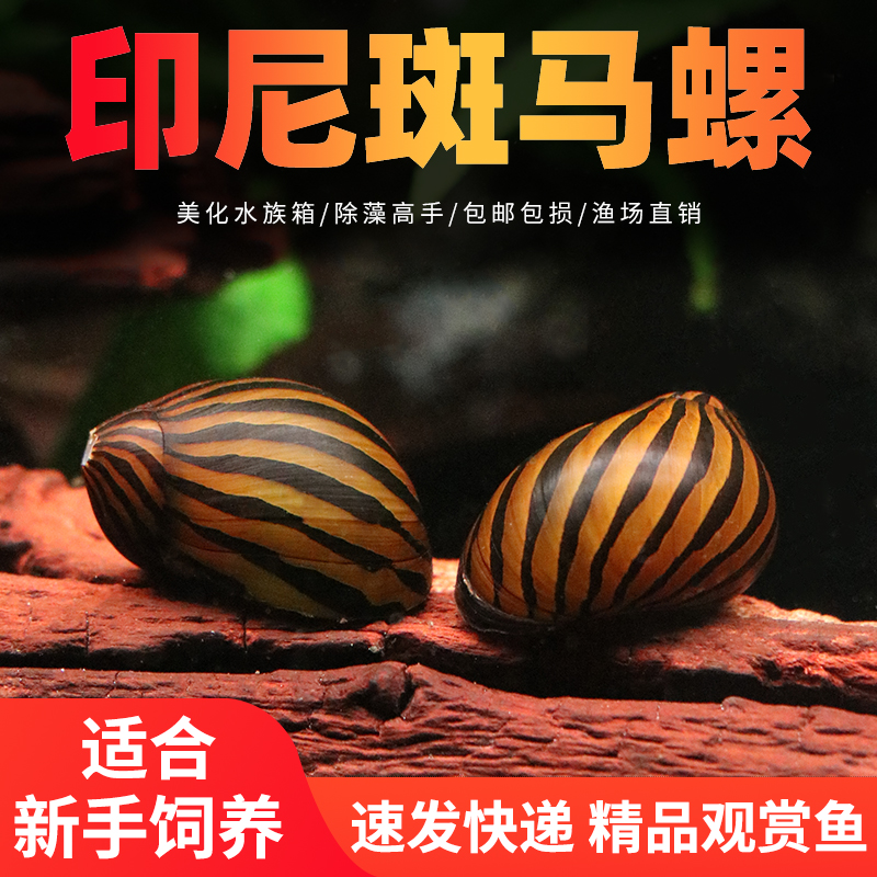 斑马螺新手可养好养易活