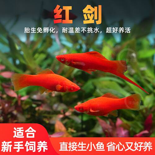 小型热带草缸胎生观赏鱼