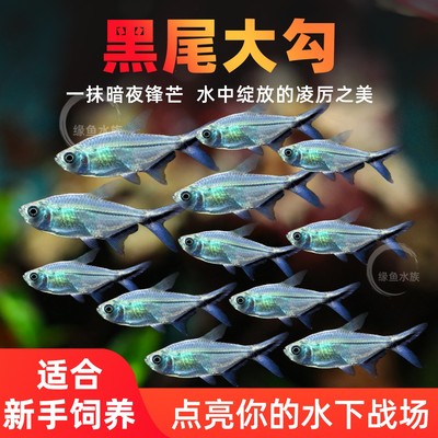 黑尾大热带观赏鱼淡水扯旗红绿灯