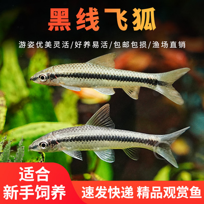 除藻鱼工具鱼热带鱼活体清洁鱼