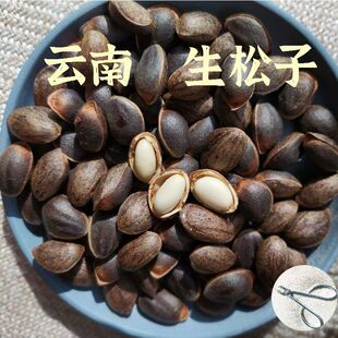 云南新鲜松子原味松子云南特产新货大颗粒薄壳散装坚果