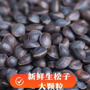 云南松子新鲜生松子新货松果坚果零食非东北开口落子