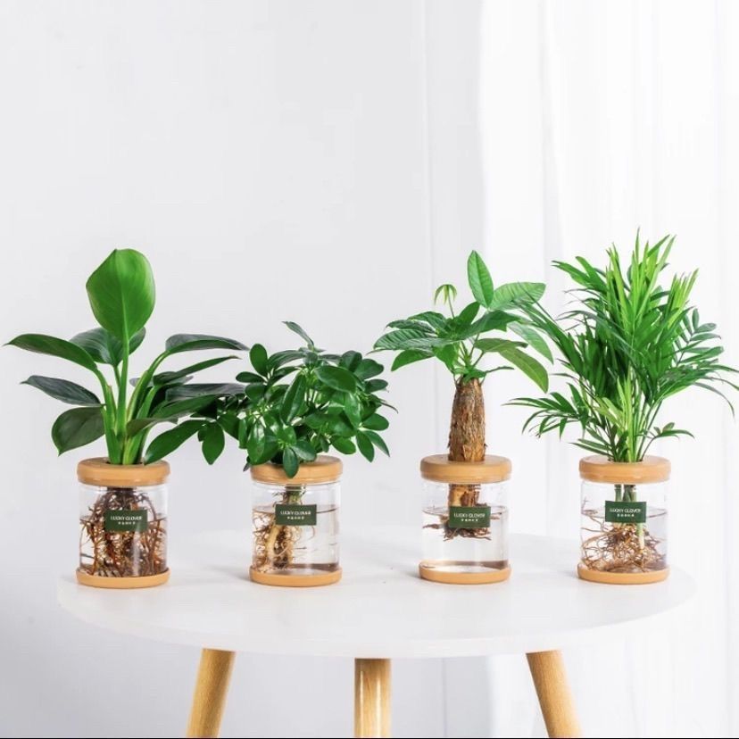 绿萝吊兰多肉发财树花卉盆栽植物办公室内小绿植去除甲醛水培好养