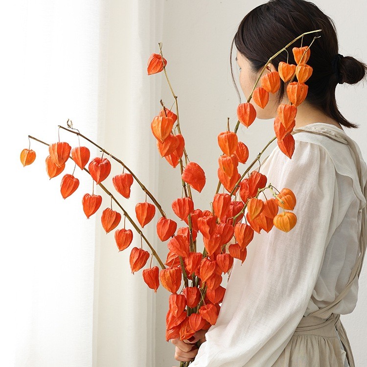 进口灯笼果酸浆果干花花束客厅摆设红果发财果天然风干感真花