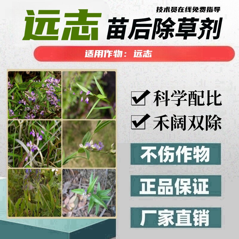 远志除草剂远志苗后除草剂远志专用除草剂禾阔双除正品不伤苗厂家