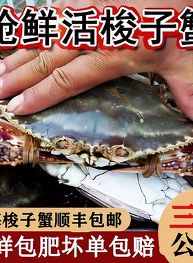 【保鲜不保活】野生海捕梭子蟹公蟹特大新鲜飞蟹海蟹不保全腿顺丰