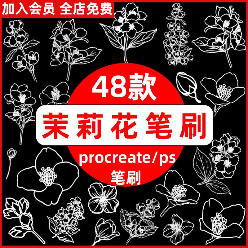 茉莉花植物鲜花花朵花卉装饰插画线稿辅助线ps笔刷procreate笔刷图片