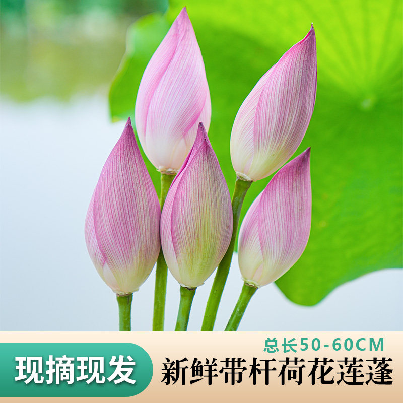 莲花新鲜花束非盆栽花绿植现摘切荷花莲蓬苞花卉水培植物室内